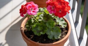 Choroby pelargonii: identyfikacja, leczenie i skuteczne ratowanie roślin