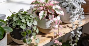 Ceropegia woodii odmiany: uprawa, pielęgnacja i rozmnażanie lampionów