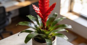 Vriesea – Wszystko o pielęgnacji tej tropikalnej bromelii