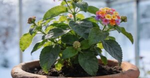 Lantana zimowanie: Kompleksowy przewodnik krok po kroku
