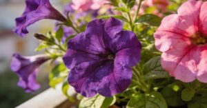 Choroby surfinii: zdjęcia i rozpoznawanie najczęstszych problemów