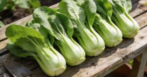 Kapusta pak choi – kompleksowy przewodnik po uprawie i zbiorach