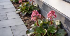 Bergenia sercowata: jak ją uprawiać i wykorzystać w ogrodzie?