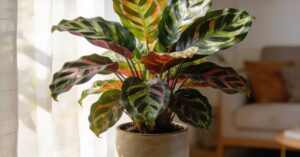 Calathea zasychanie brzegów liści: jak uratować roślinę i zadbać o nią?