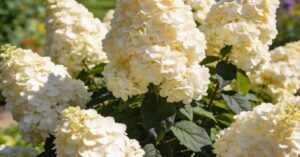 Hortensja Grandiflora: Kompleksowy przewodnik uprawy i pielęgnacji