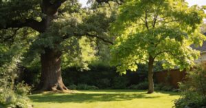 Tlenowiec drzewo oxytree: jak wygląda uprawa tej rośliny?