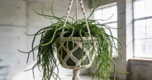 Kwiat patyczak odmiany: jak pielęgnować rhipsalis – poradnik kaktus jungle