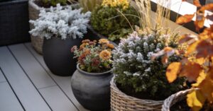 Kwiaty na balkon całoroczne: jak mieć balkon pełen kwiatów przez 12 miesięcy