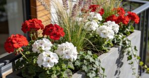 Z czym łączyć pelargonie? Najlepsze kompozycje na balkon i do ogrodu
