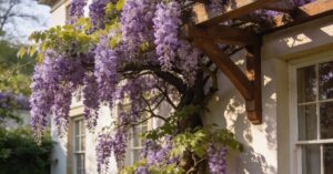 Wisteria uprawa i pielęgnacja: wszystko, co musisz wiedzieć o glicynii