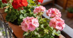 Kiedy kwitną pelargonie? Kompletny poradnik uprawy na balkon